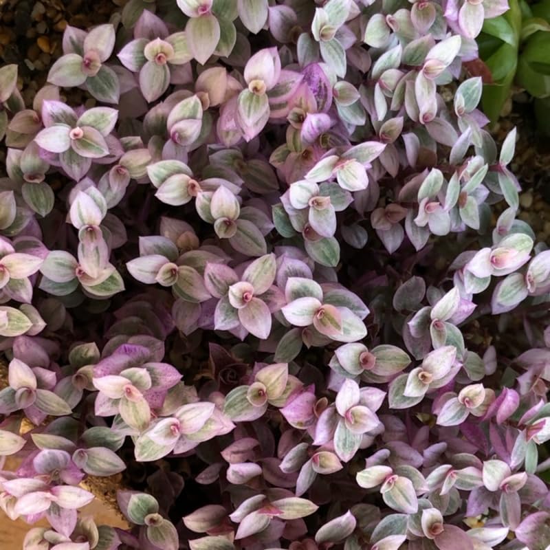 Pink Callisia Repens Succulent Plant, Callisia Repens Plant, Pink Turtle Vine House Plant Indoors Live in 4 Inch Pot