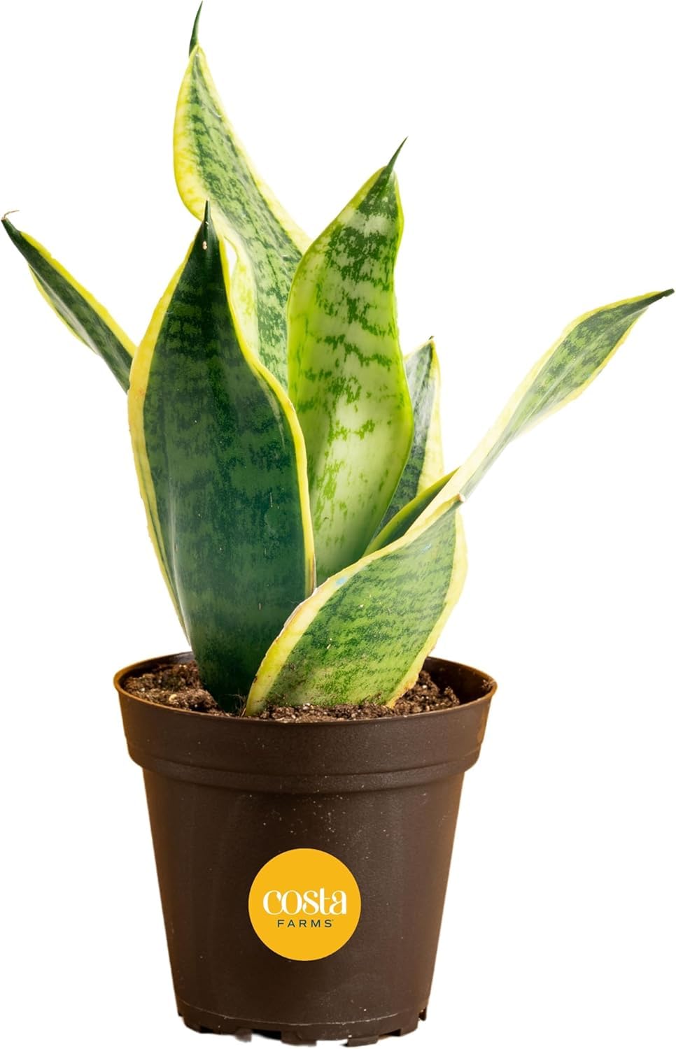 Costa Farms Snake Plant, Indoor & Outdoor Live Sansevierias Plants, Easy Care Live Succulent Houseplants in Nursery Pots, Potting Soil, Porch, Office and Home Decor-image-49