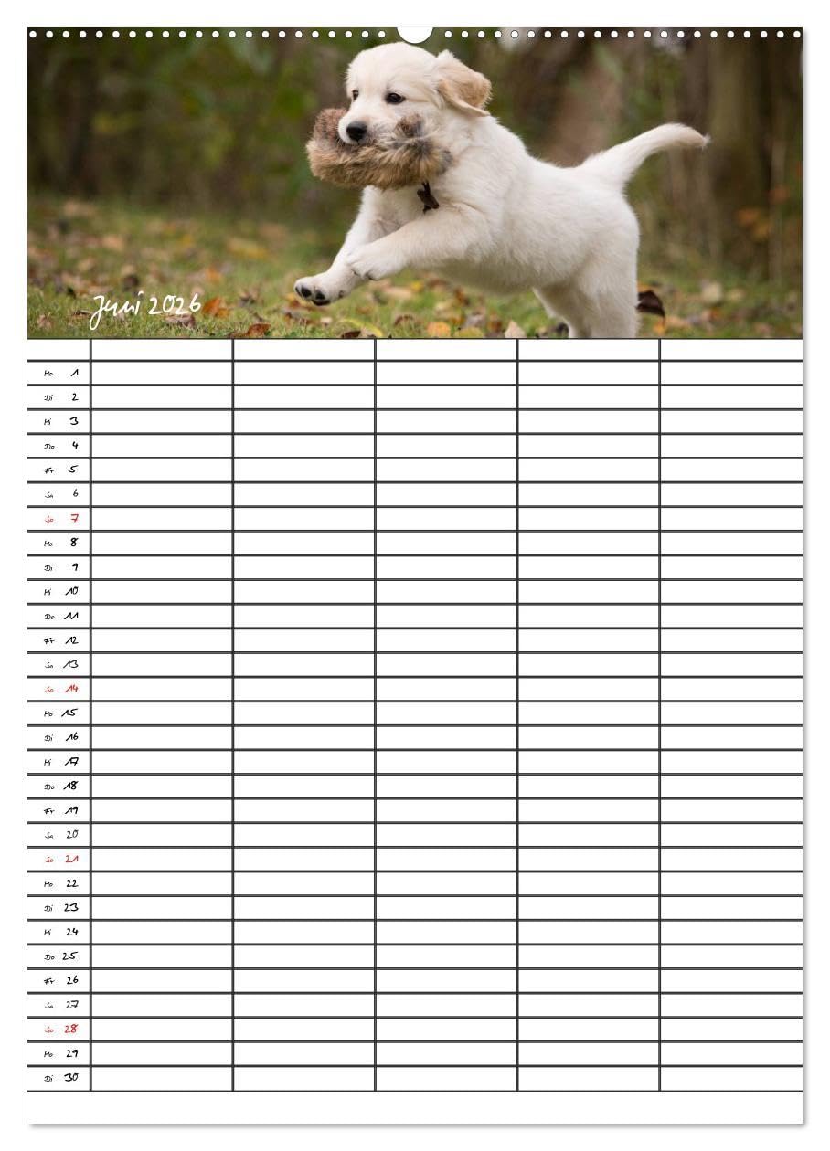 Familienplaner: Golden Retriever Welpen (Wandkalender 2026 DIN A2 hoch), CALVENDO Monatskalender: Dieser Familienplaner mit 5 Spalten wird Ihnen jeden ... Lächeln ins Gesicht zaubern. (CALVENDO Tiere)