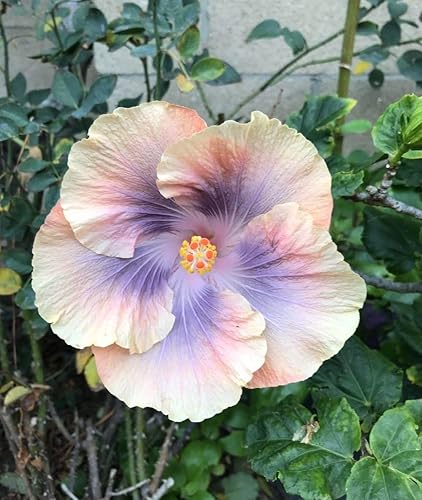 Miniatura 4 de Más de 100 semillas de hibisco siriaco, planta exótica perenne gigante Bonsai Hardy