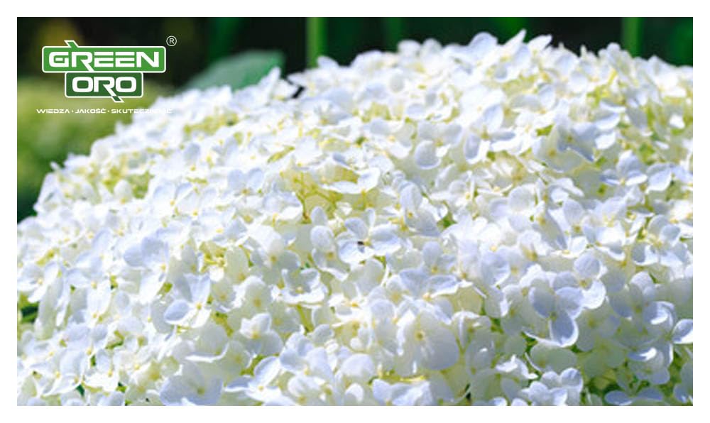 FLOWERS ACID 24KG - Długodziałający nawóz do hortensji i roślin kwasolubnych.
