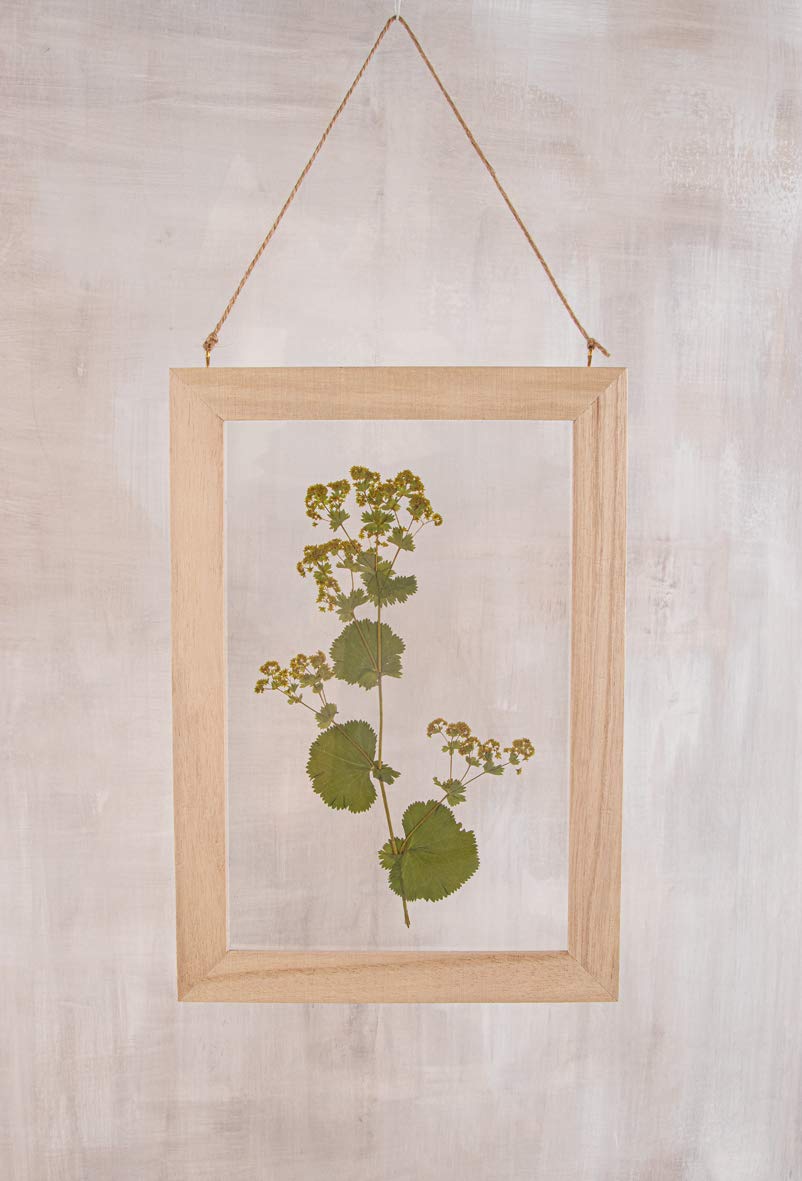 Rayher Kit de prensado de flores, 21x30 cm, para hojas y flores secas, 27000505