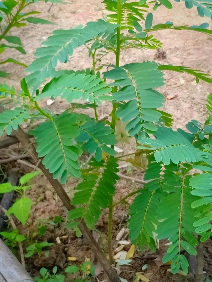 Zone Marketing Agathi Keerai/August Tree/Humming Bird Spinach Tree Seeds 100 Seeds + 500g Compose Fertilizer