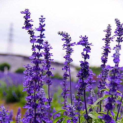 Gracefulvara 200pcs Lavender Seeds For Edible Landscape