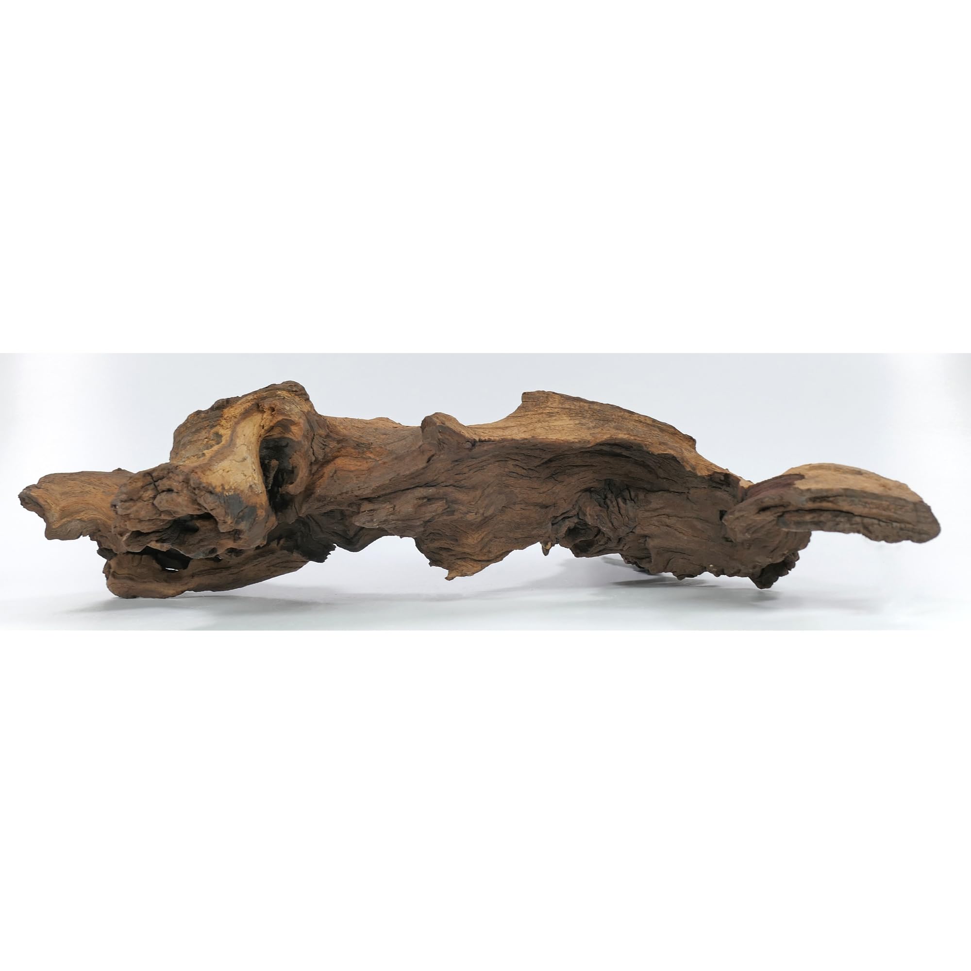 Mopani radice XL // radice in vero legno decorazione per acquario, gamberetti, pesci d'acquario Hard Scape 40 cm - 50 cm (Mangrove Savanna) Aquascaping