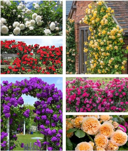 Hybrid Mixed Color Climbing Rose Rosa Bush Vine Climber Fragrant ...