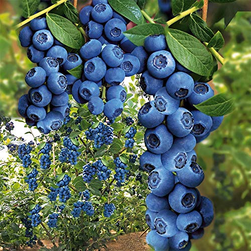 Qulista Samenhaus - 30pcs Selten Heidelbeere \'Hortblue®\' Obstsamen Obstbaum mehrjährig winterhart feinaromatisch saftig für Balkon, Terrasse & Garten Qulista Samenhaus - 30pcs Selten Heidelbeere \'Hortblue®\' Obstsamen Obstbaum mehrjährig winterhart feinaromatisch saftig für Balkon, Terrasse & Garten