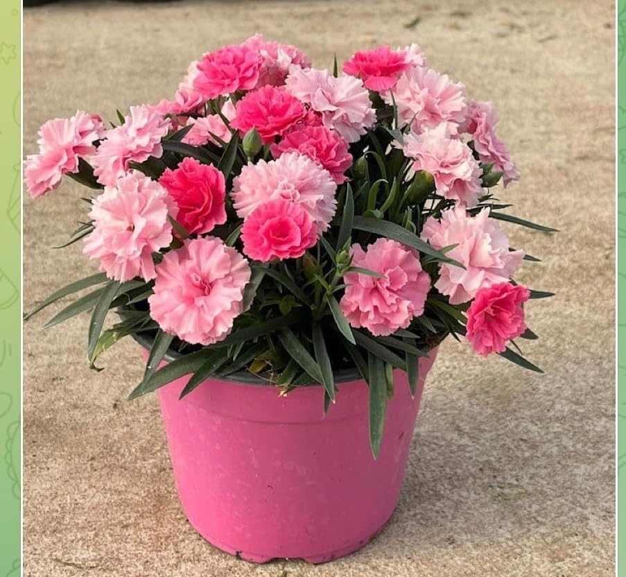 Garofano rosa misto speciali Terre di Romagna dove i garofani sono piu belli Made in Italy vaso 12cm resistenti tutto l'anno