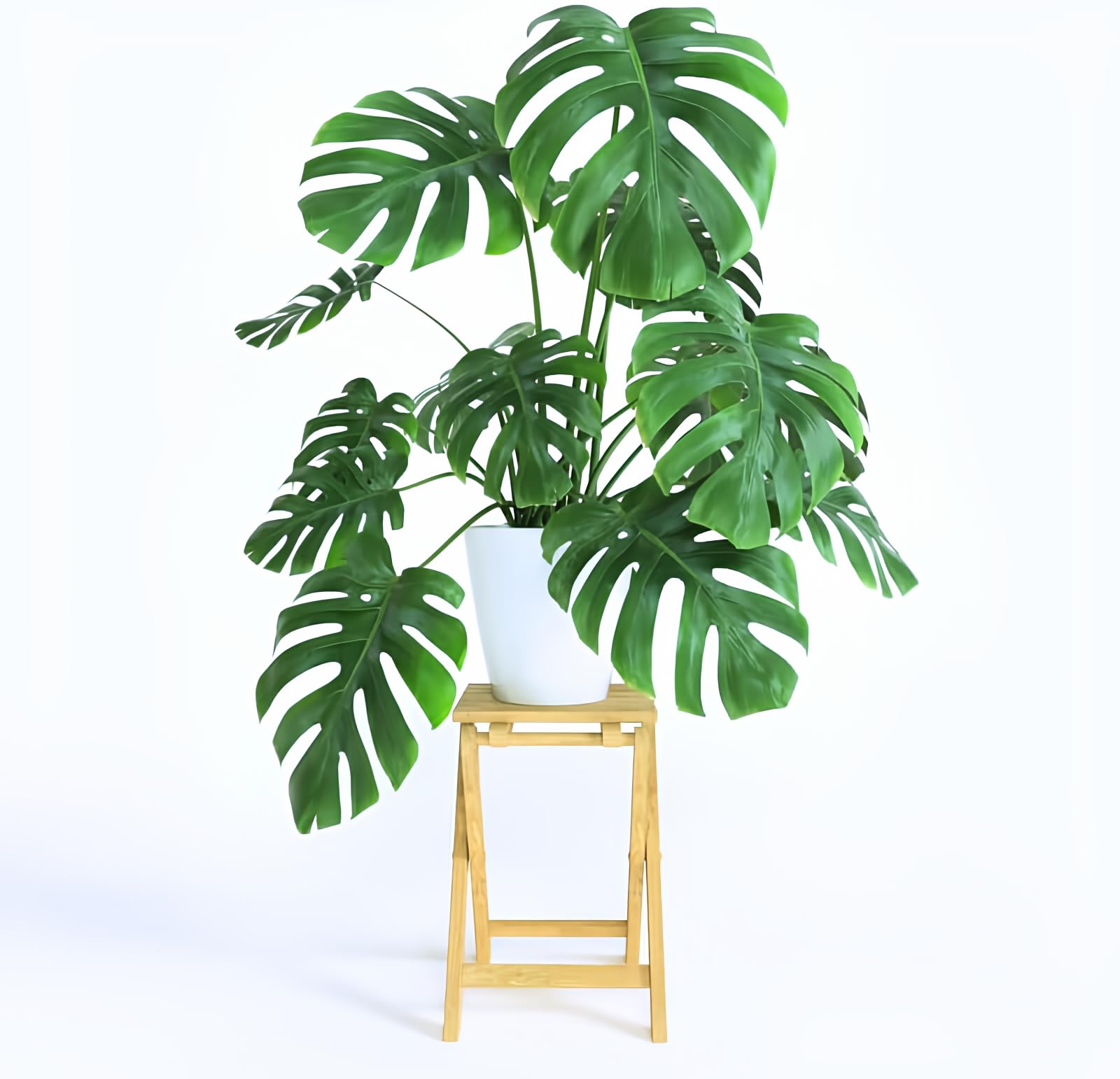 curry plant Murraya koenigii