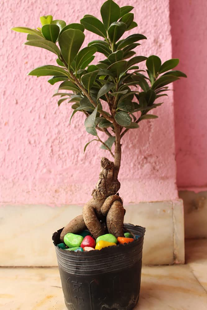 See full amazon price history chart for Bonsai plants for home indoor live banyan tree, Indore live home bonsai plant (1 live plant) Bonsai plants for home indoor live banyan tree, Indore live home bonsai plant (1 live plant) (B0BZMNJ3MQ) Amazon Price History, Amazon Price Tracker