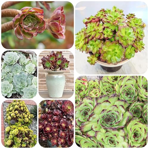 Semillas de Aeonium arboreum jardín interior plantas jardín plantas verdes fácil cultivo Serie de plantas raras jardín interior de fácil cuidado 80pcs