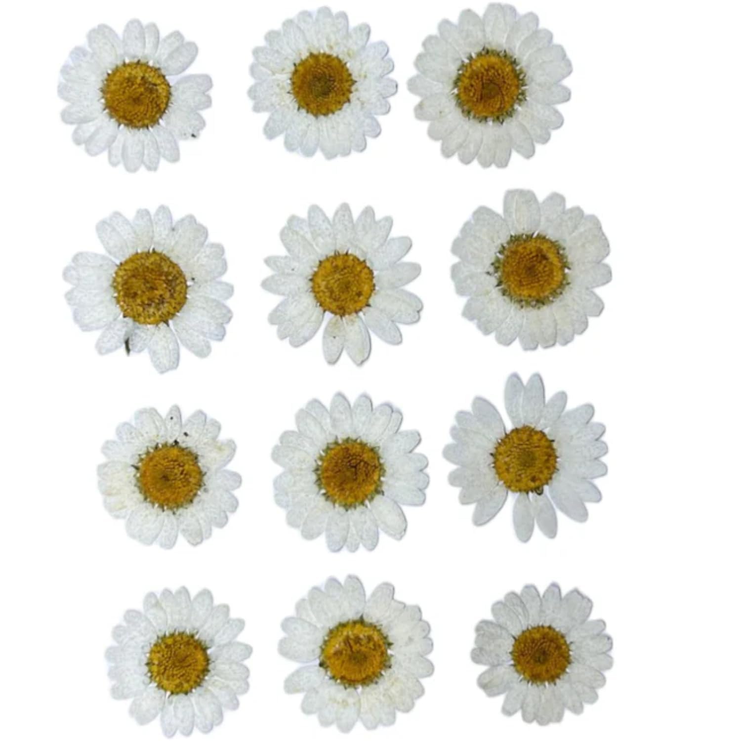 Natural White Pressed Daisy Flowers | Delicate Dried Flowers for Resin Art, DIY Crafts, Nail Art & Scrapbooking (White)-image-20
