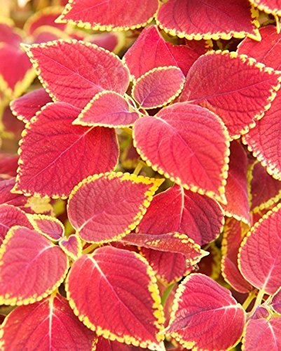 Coleus, semi di nettle verniciati - Plectranthus
