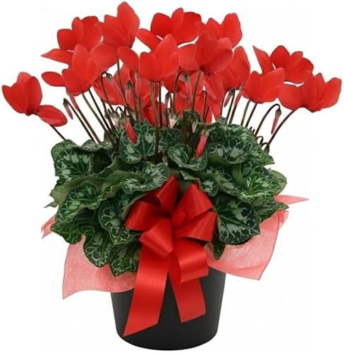 2 plantas rojas de ciclamen viven en maceta de 4 pulgadas, ya florecen en colores vibrantes, fáciles de cuidar para plantas de interior o jardín con