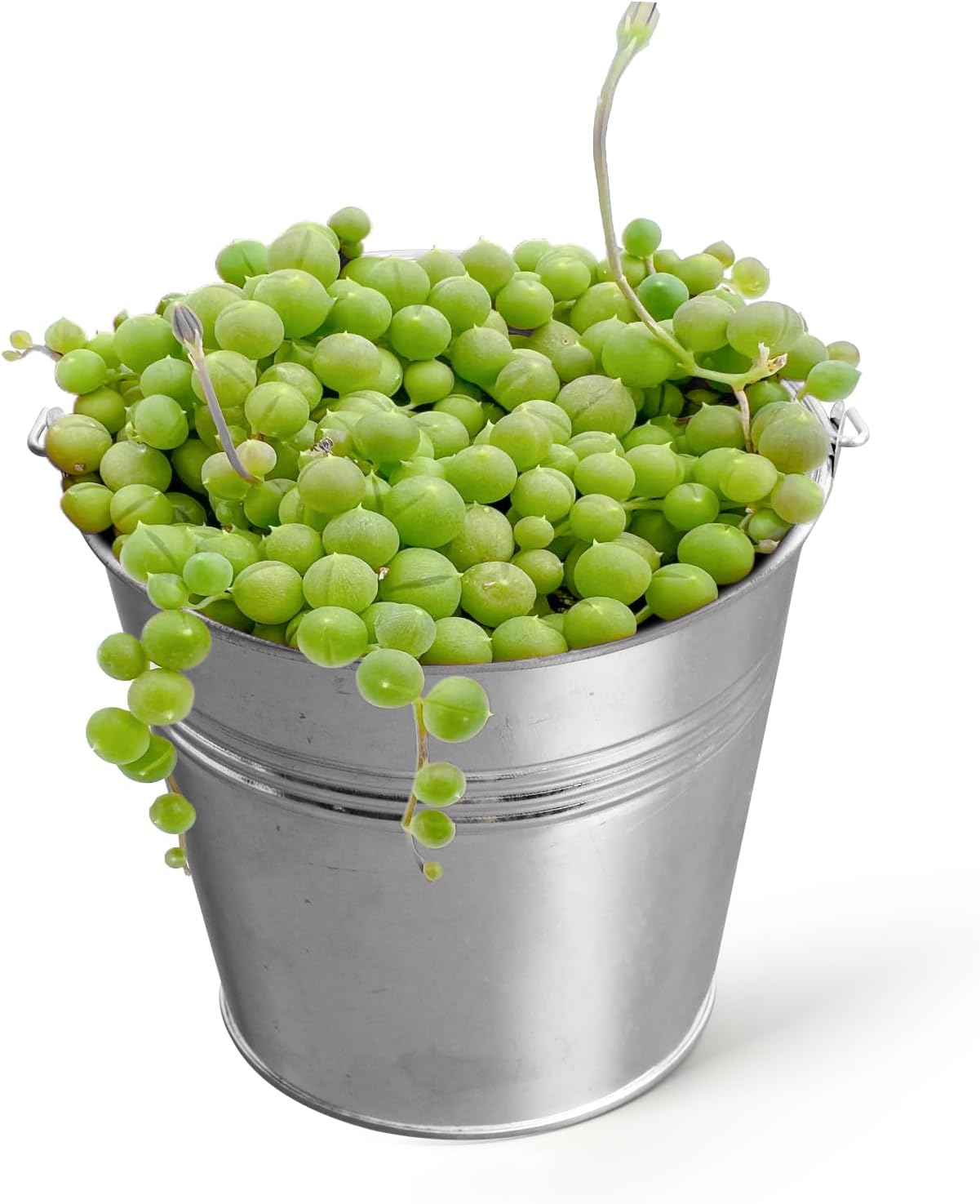 Sprout N GreenString of Pearls with 4'' Bright Metal Bucket, Live Trailing Succulent Home Office Wedding Hanging Plant Decoration, DIY Projects, Party Favor, Shower Gift