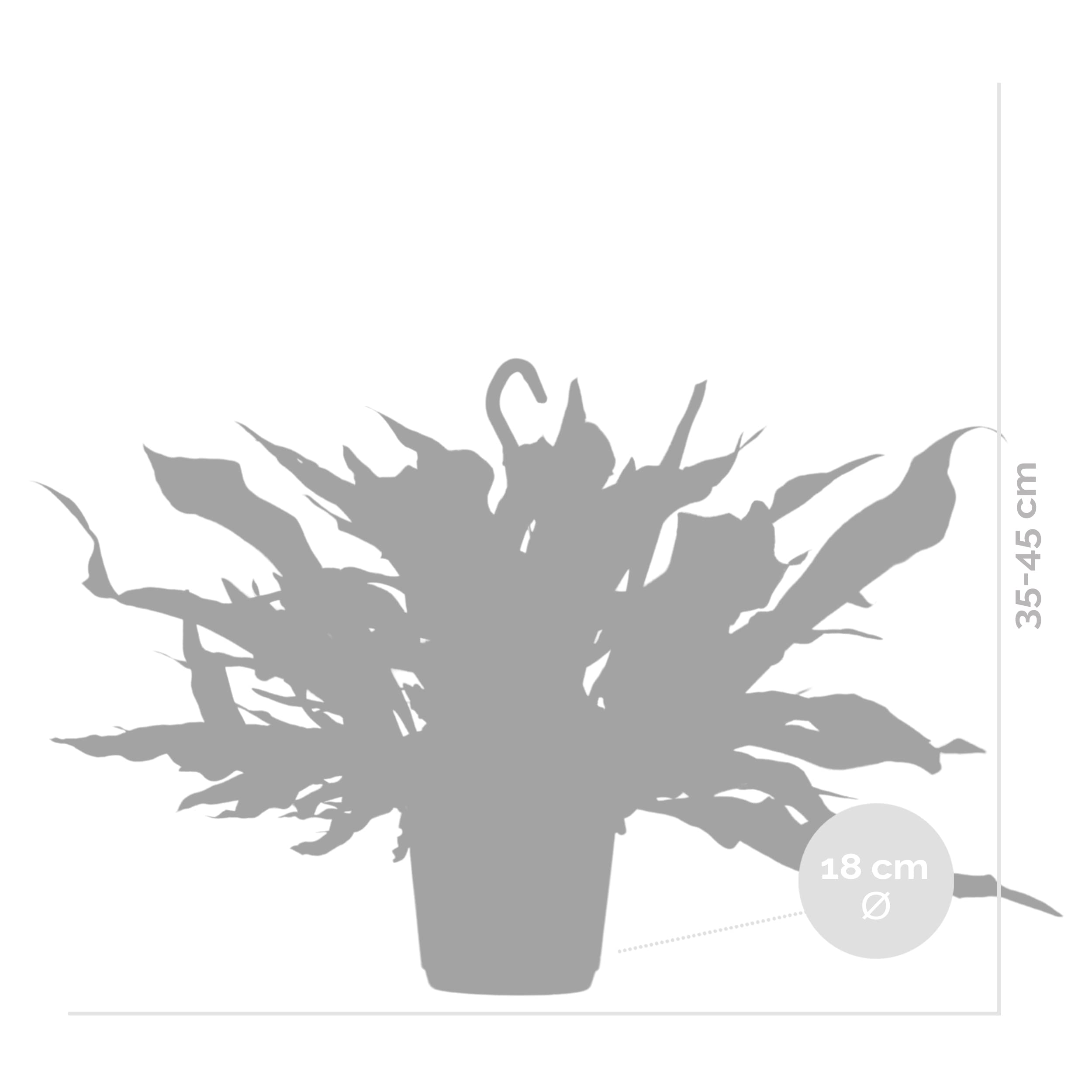 Bloomique - Platycerium bifurcatum - Helecho cuerno de alce - Plantas de interior - Colgantes - Apta para mascotas - Purificadora del aire - Altura 30-40 cm - Maceta colgante 17 cm
