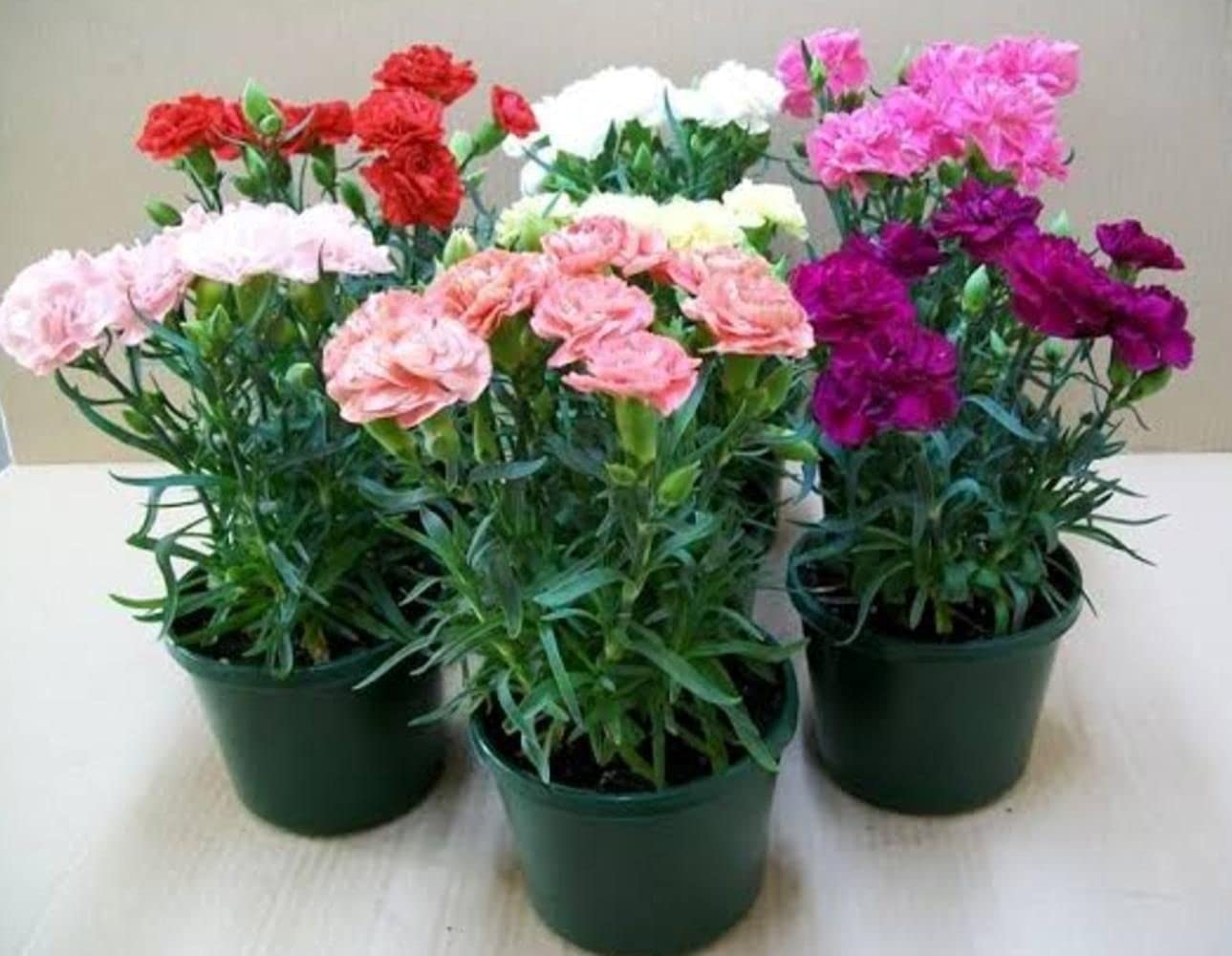 LIVE GREEN Flower Seeds | Carnation Mix Flower Seeds For Home Gardening (100 seeds Pack) (B09BV4NTG4) Amazon Price History, Amazon Price Tracker