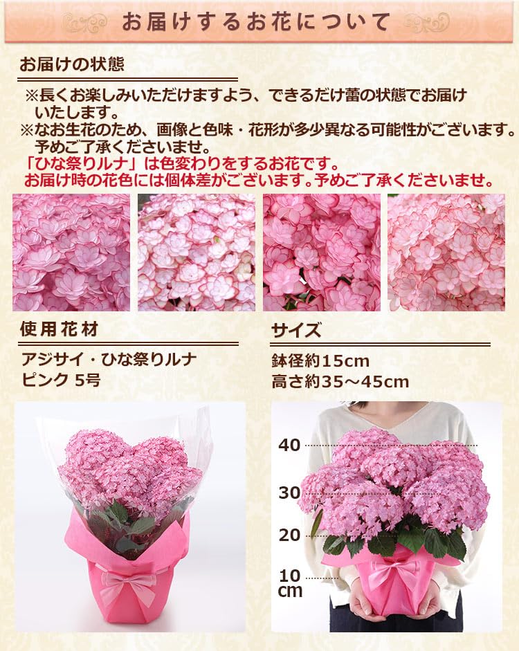 Amazon｜母の日 花 鉢植え ギフト プレゼント アジサイ鉢・かわいい