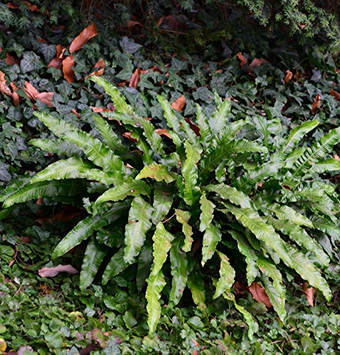 Hirschzungenfarn - großer Topf - Asplenium scolopendrium - lebende Gartenpflanze aus den Baumschulen