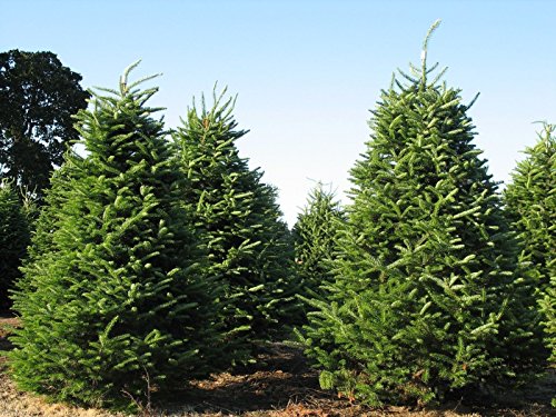 Tree Seeds - 30 Seeds of Balsam Fir, Abies balsamea