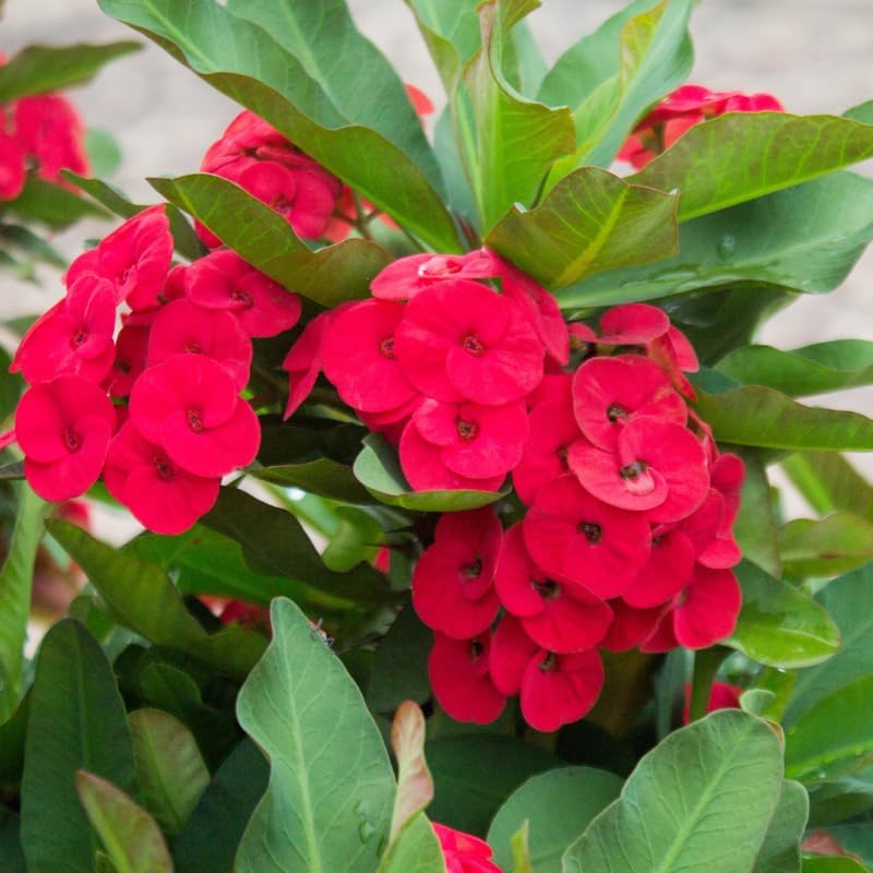 2-Plant Set Red Euphorbia Milii Live Plant | Crown of Thorns Houseplant | 4 to 8 Inch Tall, Easy to Grow Indoor or Outdoor Decorative Plant, Home Office, Patio Garden