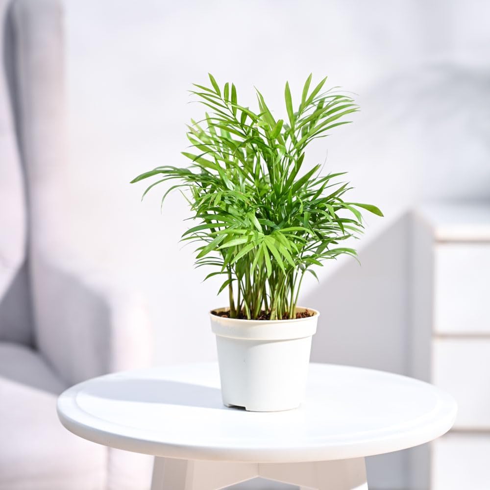 GOLAPKOLONY Air Purifying Bamboo Palm Live Plant black Grow Pot (B0CXD91FJK) Amazon Price History, Amazon Price Tracker