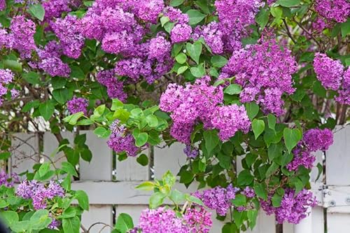 200+ Mixed Lilac Seeds For Planting 4 Colors Extremely Fragrant Flowers Perennial Bush Bonsai Plants #TOP2