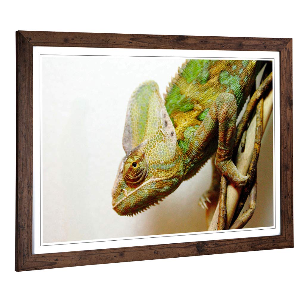 Big Box Art Framed Print of Chameleon Lizard Reptile (3) Design | Wall Art Picture | Home Decor for Kitchen, Living, Dining Room, Bedroom, Hallway, Office, Walnut, A2 / 24.5x18 Inch / 62x45cm