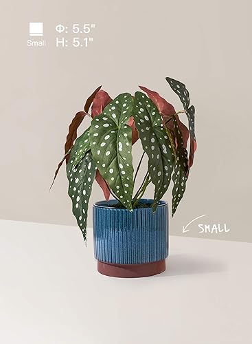 Miniatura 8 de LE TAUCI Macetas de cerámica con agujeros de drenaje, juego de 3, macetas de jardín a rayas de 8 + 6.5 + 5.5 pulgadas para plantas de interior y