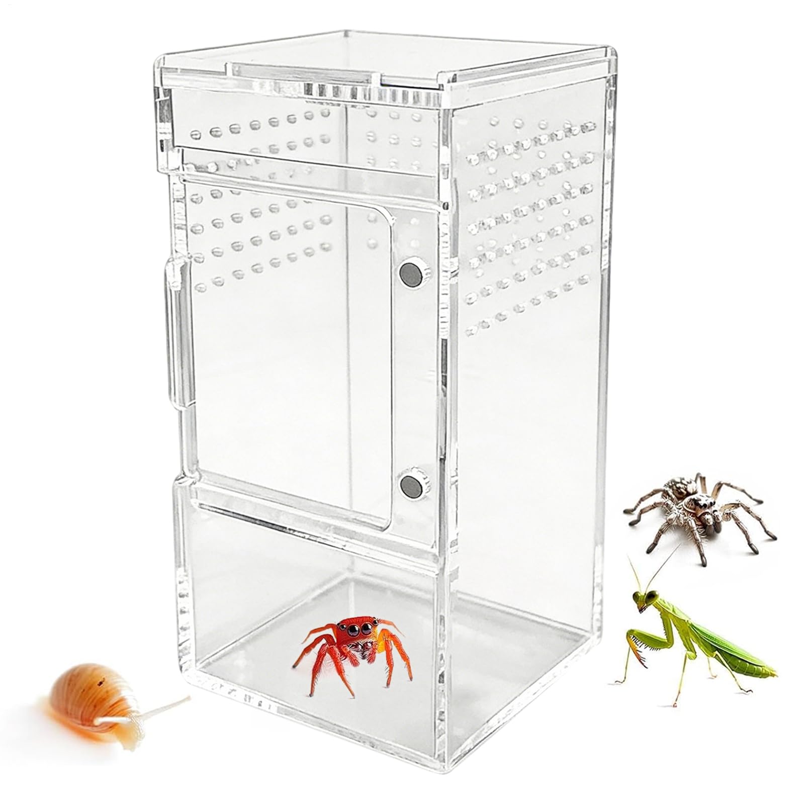Terrarium pour araignées idéal pour observer les geckos et crabes chez soi