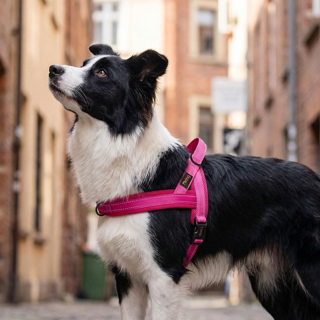 Didog No Pull Dog Harness with Soft Mesh Padded,Reflective & Quick Fit Light Weight Dog Strap Vest Harness,Easy for Walking Training (M:Chest 21-26", Mesh-Hot Pink)