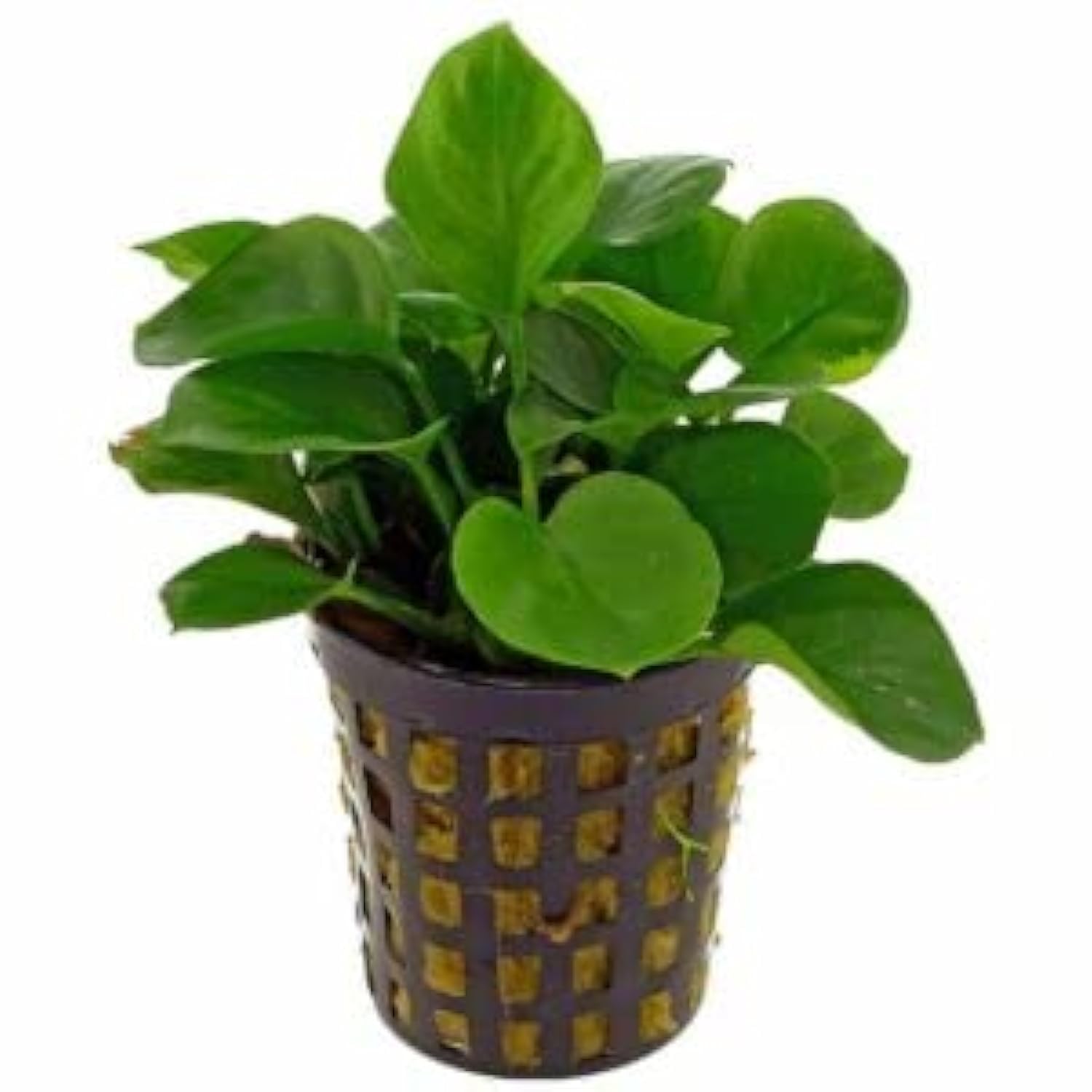 Maalavya Live Aquarium Aquatic Plant (Anubias Barteri VAR Nana) 3 to 5 Leaves With Pot (B09RSHM2BX) Amazon Price History, Amazon Price Tracker