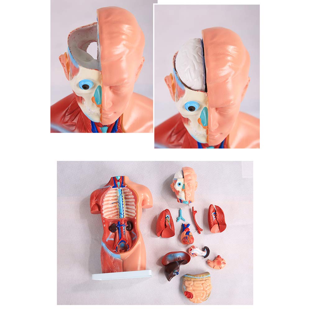 42 cm Mini Model tułowia anatomii człowieka, ciało narządów anatomicznych do nauczania zestaw narzędzi medycznych 18 sztuk bezpłciowy
