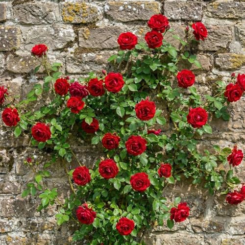 Image of Climbing Red Rose Live Plant with Pot | Fragrant Grafted Gulaab Creeper Plant | Fast Growing Flowering Climbing Rose Vine for Home Garden Balcony Trellis Wall Fence Outdoor Decor | Pack of 1