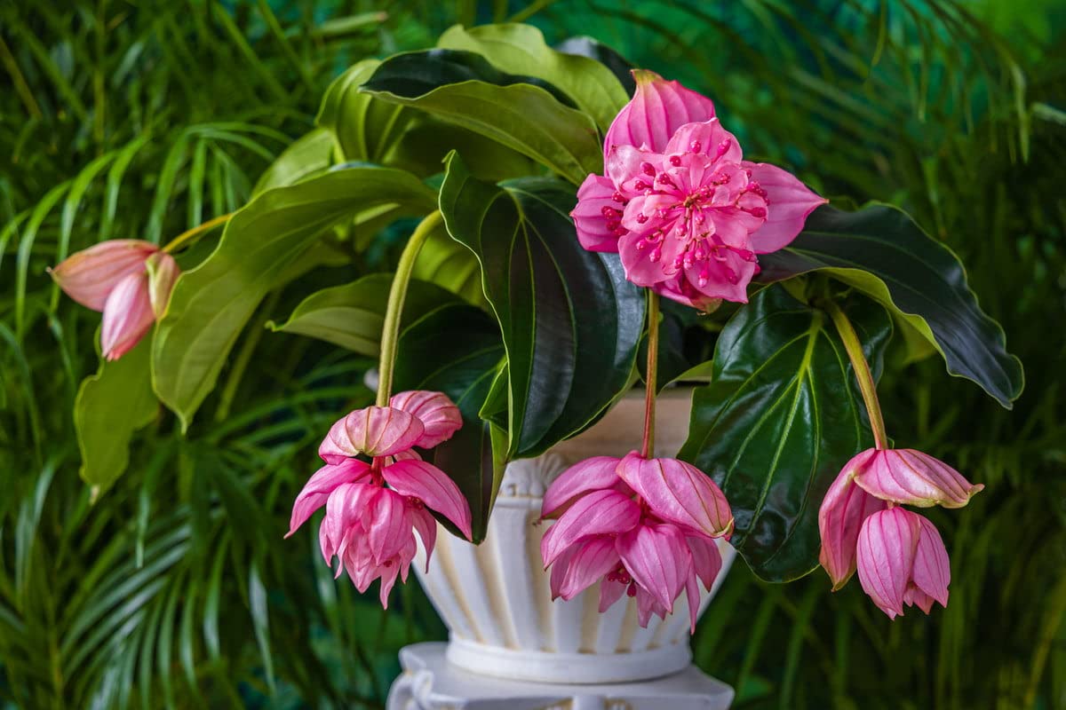 ROYAL LAND Medinilla Magnifica Showy Asian Grapes Deep Pink flower Plant 1 Healthy Live Plants (B09XK32YJ6) Amazon Price History, Amazon Price Tracker
