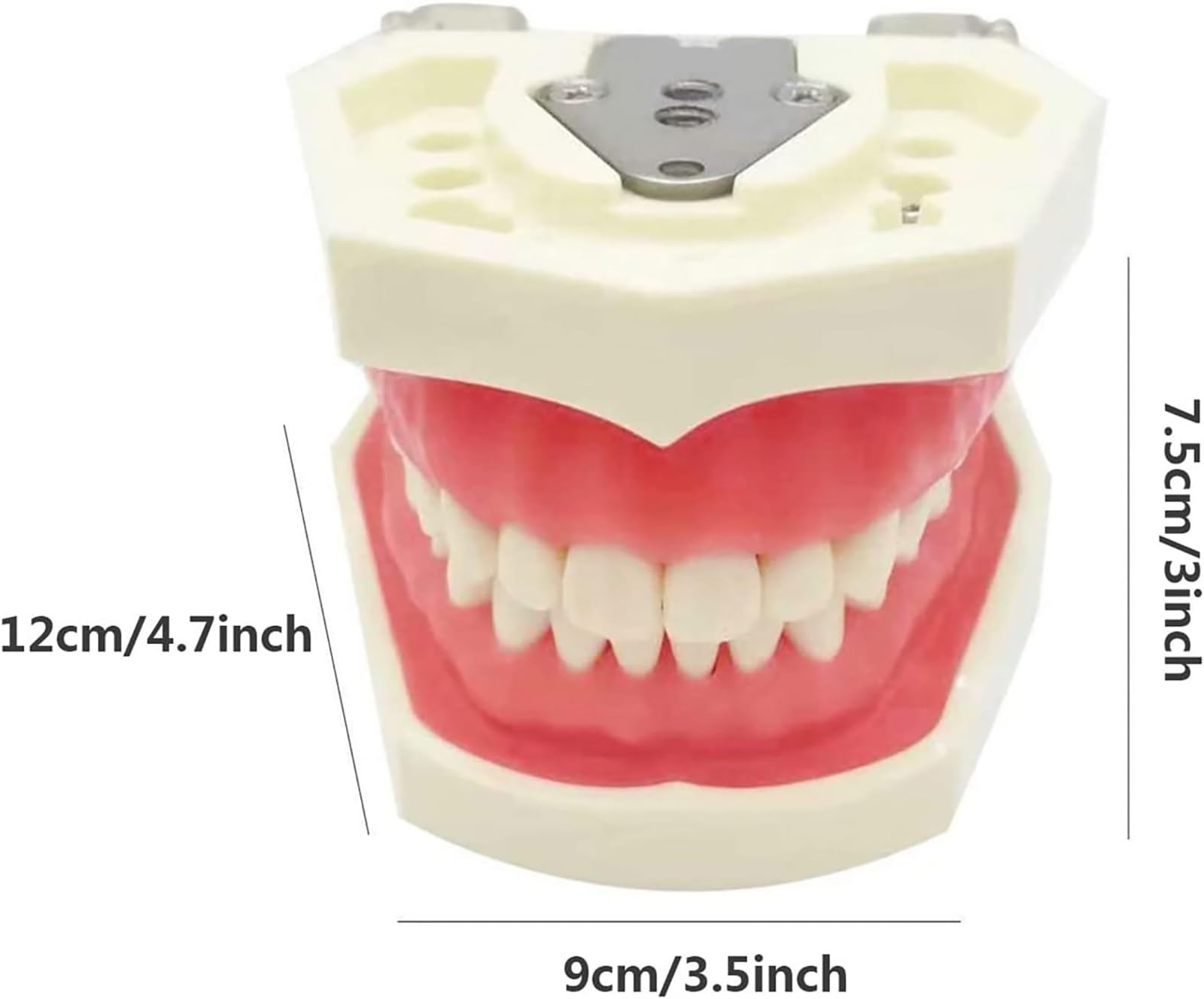 Odłączany model zębów, symulacyjny model zębów dentystycznych, materiały edukacyjne do praktyki dydaktycznej, narzędzie do demonstracji dentystycznej, w zestawie śrubokręt