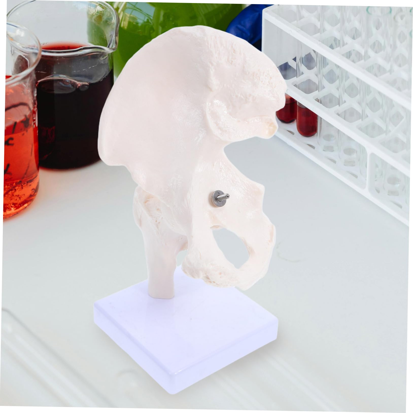 PRETYZOOM Modelli Scheletro Umano Scheletri Articolazione Anca Strumenti Didattici per Studio Ossa Modello Scheletro Mobile per Anatomia