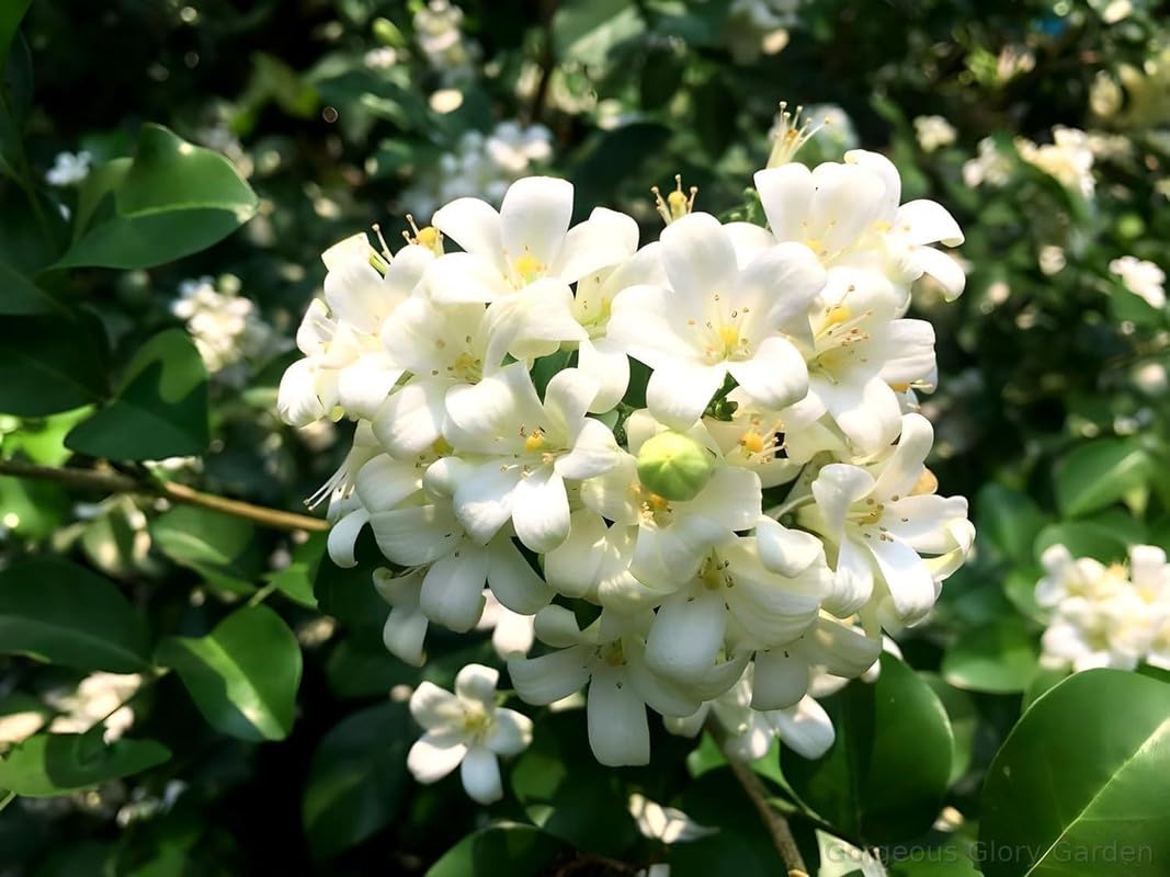 See full amazon price history chart for Gorgeous Glory Garden Live Beautiful Murraya paniculata Madhu Kamini Flower tree Live Plant (pack of 1) || For home garden flower tree plant Gorgeous Glory Garden Live Beautiful Murraya paniculata Madhu Kamini Flower tree Live Plant (pack of 1) || For home garden flower tree plant (B0D5YZ3H23) Amazon Price History, Amazon Price Tracker