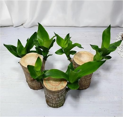 Golden Bloom Pack Of 3 Live Brazilian Wood Bamboo Plant Lucky Wood Good Luck Live Plant Lucky Brazil Wood Potted Plant Hea...