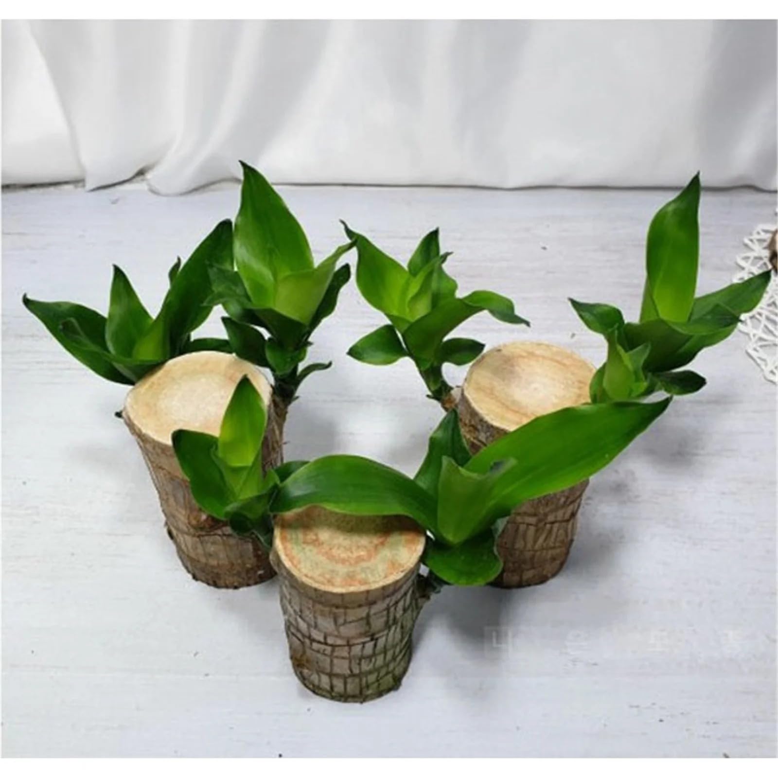 Golden Bloom Pack Of 3 Live Brazilian Wood Bamboo Plant Lucky Wood Good Luck Live Plant Lucky Brazil Wood Potted Plant Healthy Indoor Live Lucky Brazilian Wood Plant for Living Room (Pack Of 3)-image-15