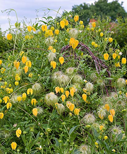 Clematis 'Helios' (2 Bare Root) ,Large-flowered Vine!