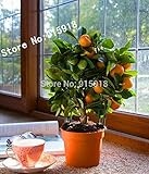  Semillas en el hielo! 20pcs comestibles semillas de frutas mandarín Bonsái, cítricos mandarina Bonsai Semillas