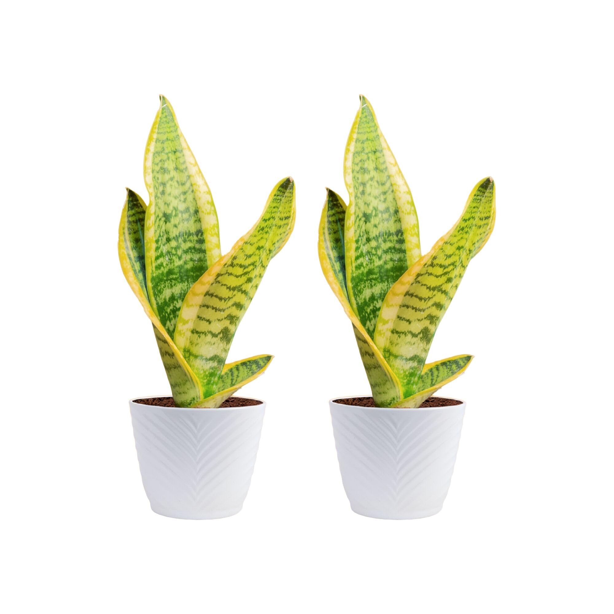 Amazon.com : Costa Farms Snake Plant Live Houseplants (2-Pack), Sansevieria  in Decor Pots, Live Indoor Plants for Low Light, Easy Care Succulents for  Plant Shelf, Home Decor & Office Desk, 8-12 Inches