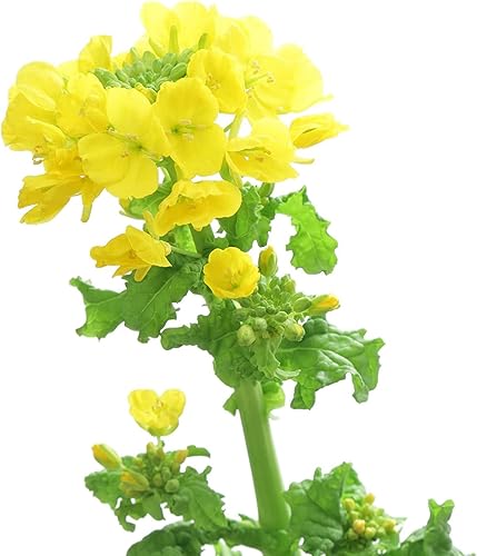 Miniatura 3 de Brassica Dwarf Essex - Semilla de colza de forraje para parcelas de alimentos y cultivos de cobertura (8 onzas)
