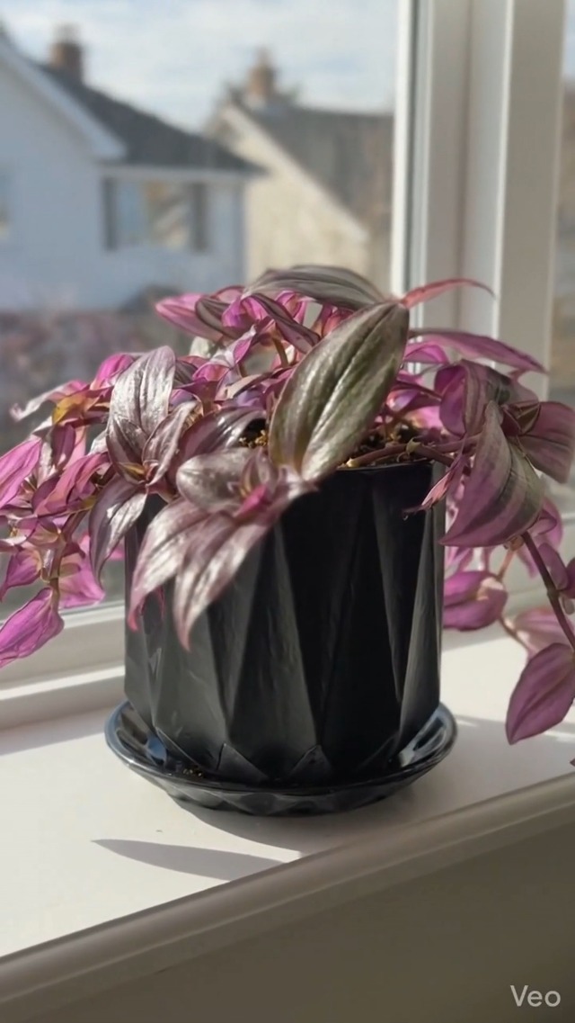 Amazon.com : 6 Purple Zebra Wandering Jew Plant Cuttings : Patio