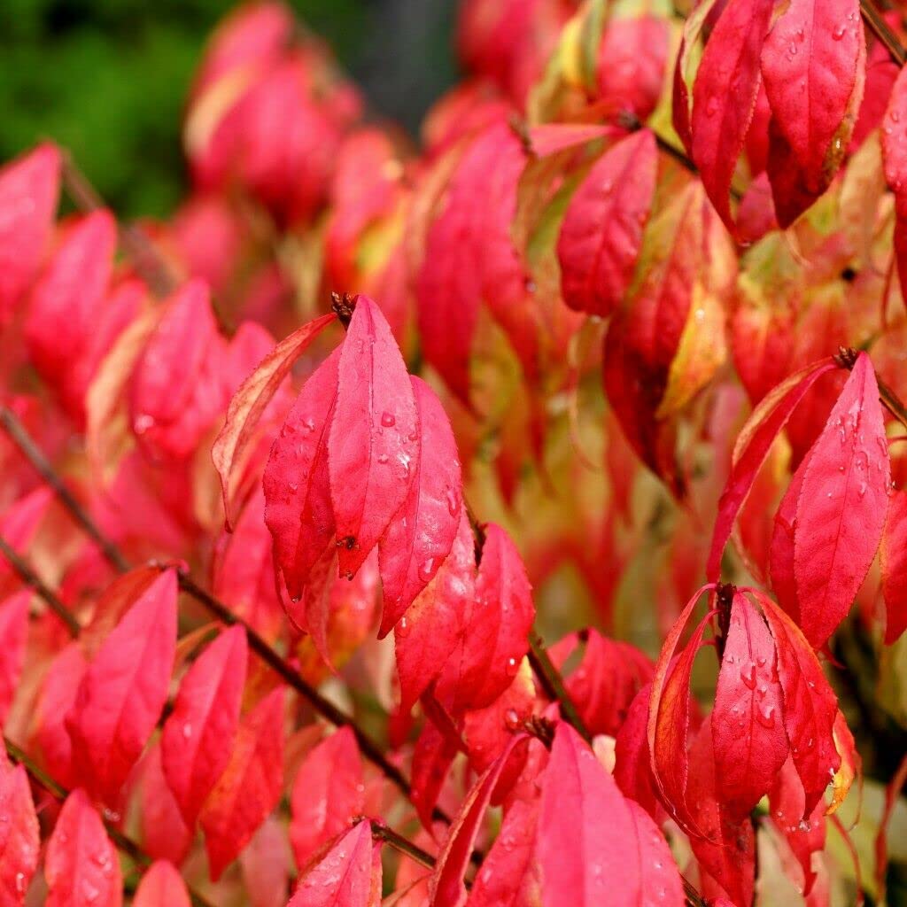 Euonymus alatus Bush Winged Spindle Tree Autumn Colour Hardy Shrub Easy to Grow Your Own Outdoor Garden Plants 1x 3.5-Litre Potted Plant by Suttons