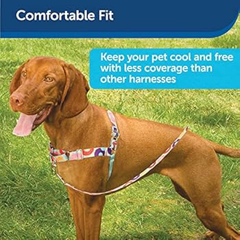 best harness for vizsla