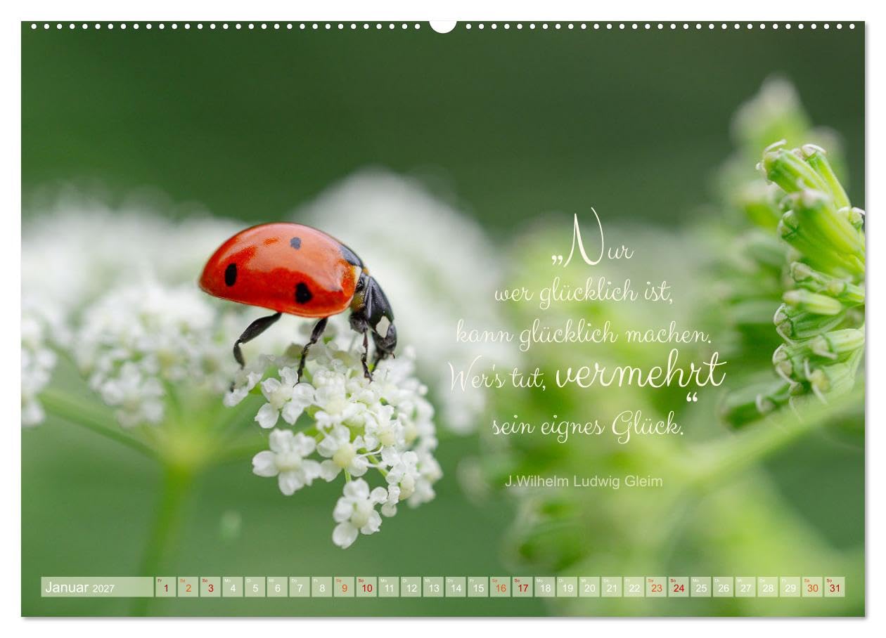 CALVENDO - Marienkäfer & Zitate - Sieben Punkte zum Glück (hochwertiger Premium Wandkalender 2027 DIN A2 quer), Kunstdruck in Hochglanz: Glückskäfer-Kalender: Zitate und Fotos