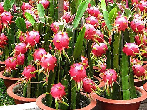 CosaCentrum Dragon Fruit plant - Fruit Plants & Tree plants Home outdoor (1 healthy live plant) (B0BP7RZCBW) Amazon Price History, Amazon Price Tracker