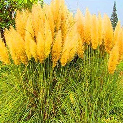 VISHWASAI Pampas Grass Potted Purple Garden Ornamental Plants Seeds 200Pcs-Yellow (B07XJWX2J4) Amazon Price History, Amazon Price Tracker